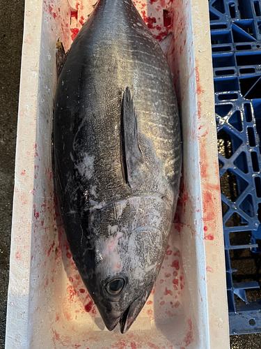 活〆メジマグロ1入約5.5kg(定置)