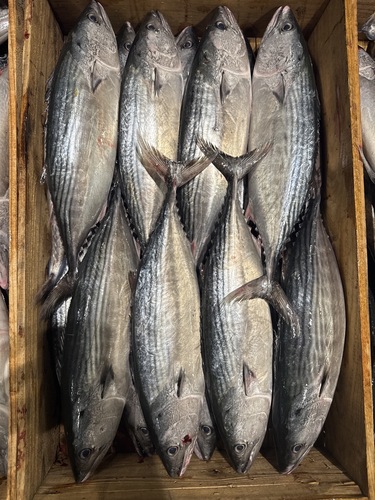 ハガツオ600g〜800g約10kg(定置)