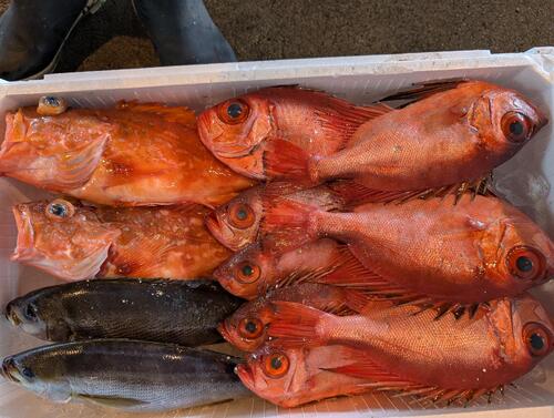 活〆鮮魚BOX12入約4.1kg(釣)