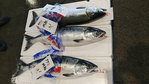 活〆サケ（時不知）3.2-3.3k1入約3.2kg(定置)