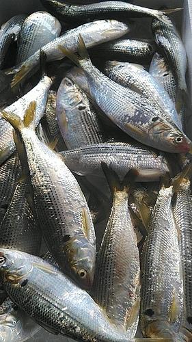 コノシロ40入前後約5kg(定置)