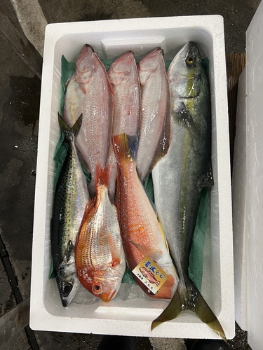 鮮魚BOX約5kg