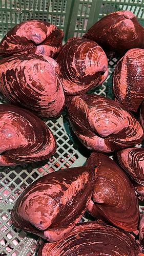 ホッキ貝12入約6kg(沿岸)