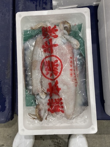 アオリイカ2入約2.2kg(沿岸)