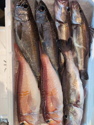 活〆鮮魚BOX7入約3.9kg(釣)