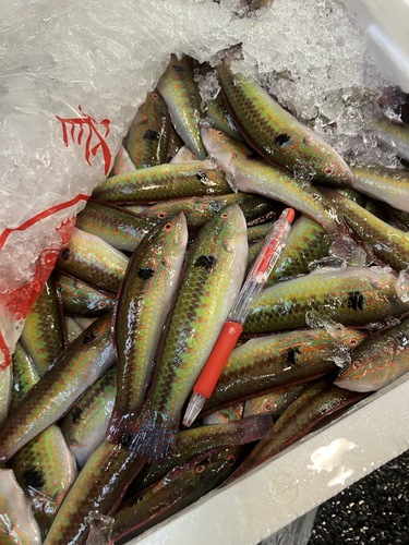 キュウセン約6kg(沿岸)