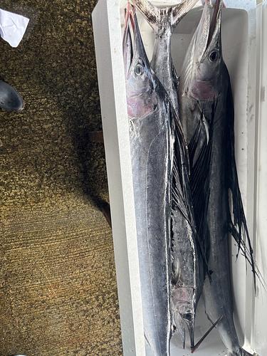 バショウカジキ2入約6.8kg(定置)