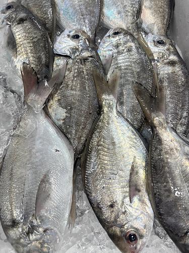 イボダイ13入約2kg