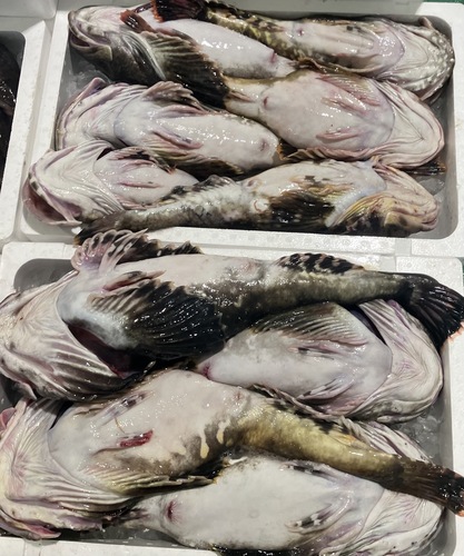 カジカ中サイズ約5kg(刺網)