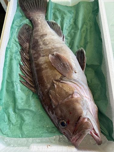 活〆マハタ1入約2.6kg(釣)