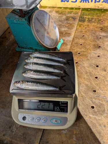 マイワシ平箱 40~50g位 63入約3kg(巻網)
