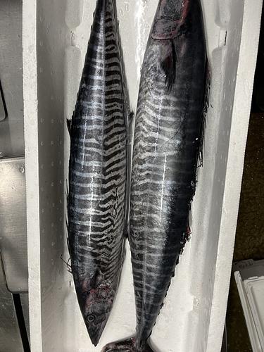 カマスサワラ(定置)