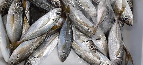 豆アジ30g前後約5kg(定置)