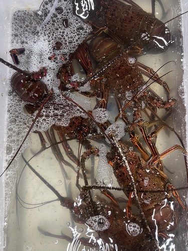 伊勢海老6入約6kg