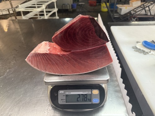 活〆ミナミマグロ(延縄)