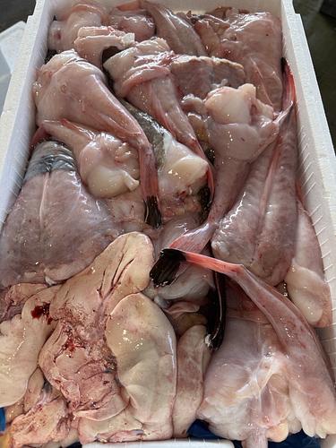 アンコウ（ムキ身）約8.1kg(底曳)