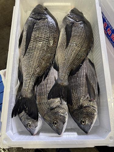 活〆クロダイ5入約5.6kg(定置)