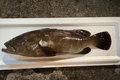 神経〆クエ1入約2.8kg(銛突)