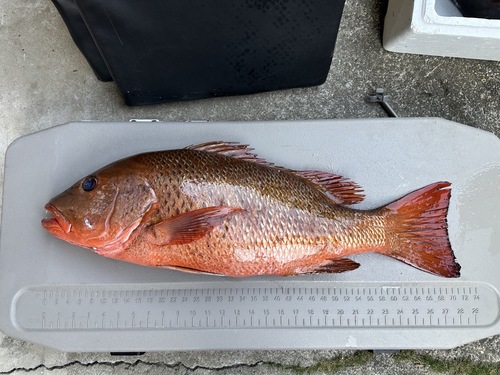 神経〆ゴマフエダイ1入約4.7kg(銛突)