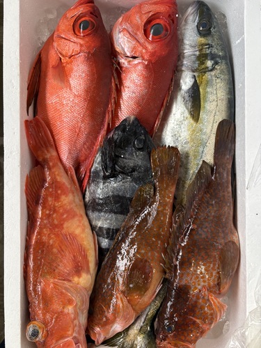 鮮魚BOX約7kg(沿岸)