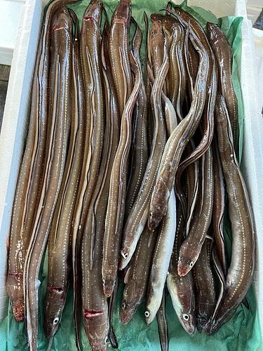 アナゴ大小約3.4kg(底曳)