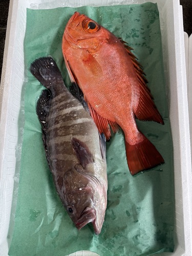 活〆鮮魚BOX2入約1.6kg(釣)