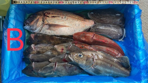 鮮魚BOX(定置)