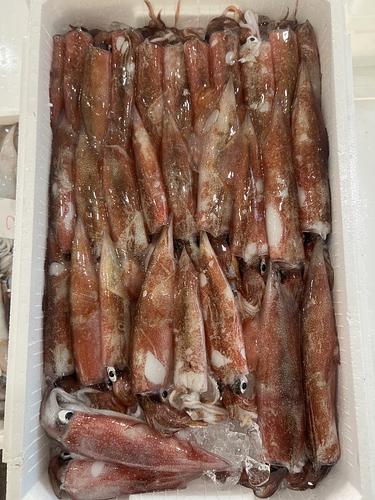 鮮魚BOX約3.5kg(底曳)