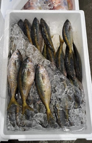 タカベ29/31尾約5kg(刺網)