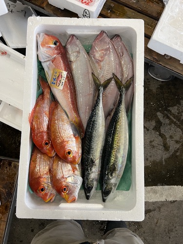鮮魚BOX約5kg