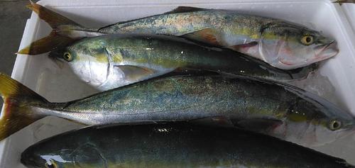 ハマチ(天然)4入約8.5kg(定置)