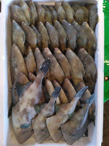 ウマヅラハギ約5.5kg(定置)