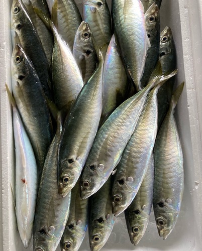 マルアジ24/25入約4kg(定置)