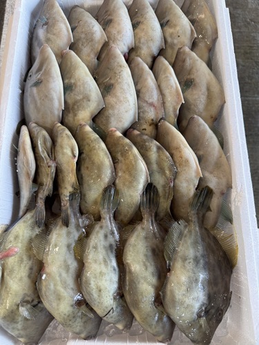 鮮魚BOX約4.4kg(定置)