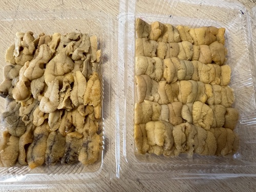 鮮魚BOX約5.6kg(沿岸)