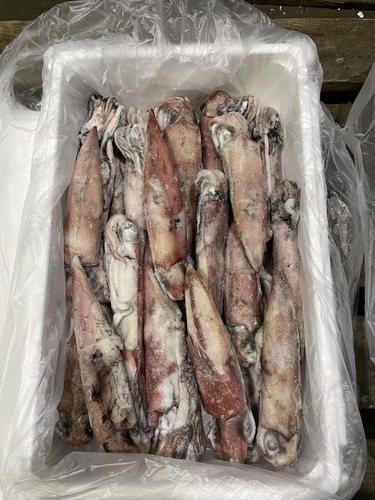 ケンサキイカ(冷凍)IQF 5k 100-200サイズ約5kg(釣)