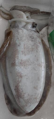 モンゴウイカ1入約1.4kg(定置)