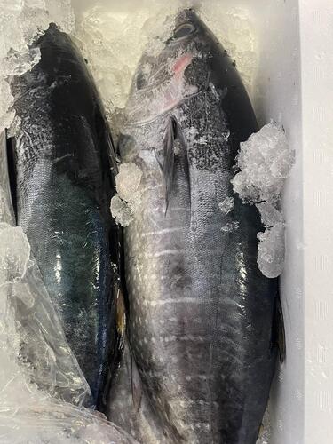 ヨコワ9-10k3-4尾約9.5kg(定置)