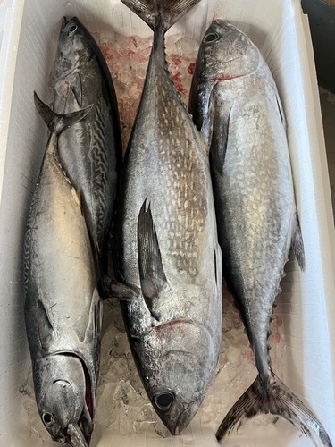 鮮魚BOX約6.5kg(定置)