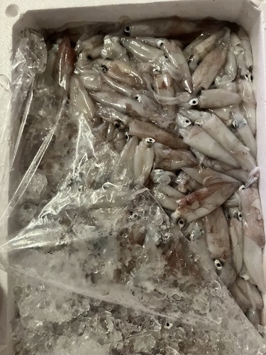 ケンサキイカバラ約3.5kg(底曳)