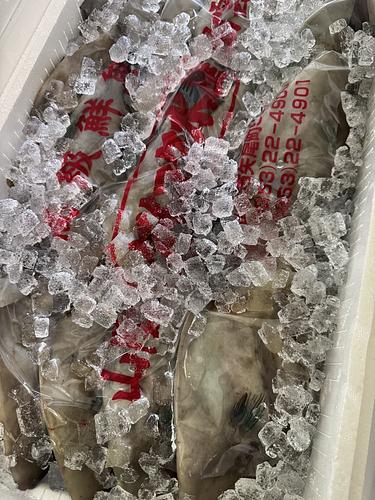 ウマヅラハギ22入約5.2kg(定置)