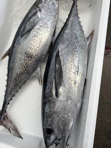 活〆コシナガマグロ2入約7.8kg(定置)