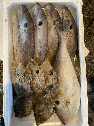活〆鮮魚BOX10入約4.7kg(定置)