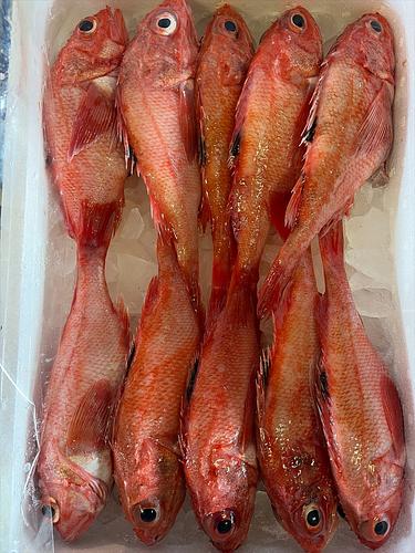 キチジ(釣)