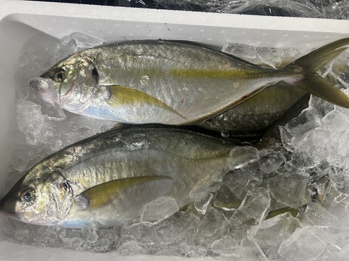 シマアジ