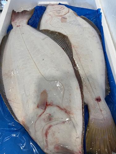 活〆ヒラメ2入約3.3kg(底曳)