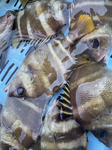セトダイ21入約5.5kg(沿岸)