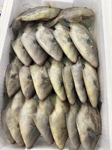 ウマヅラハギ21入約4.3kg(定置)