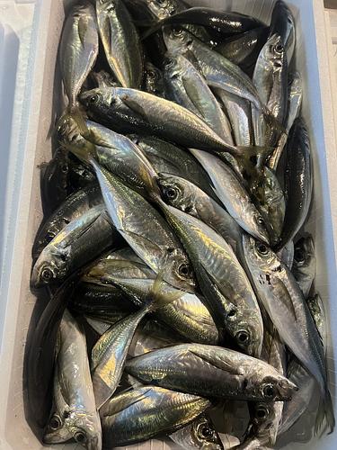 豆アジ約100g前後約5.5kg(巻網)