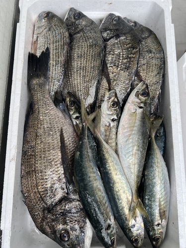 鮮魚BOX約6.2kg(定置)